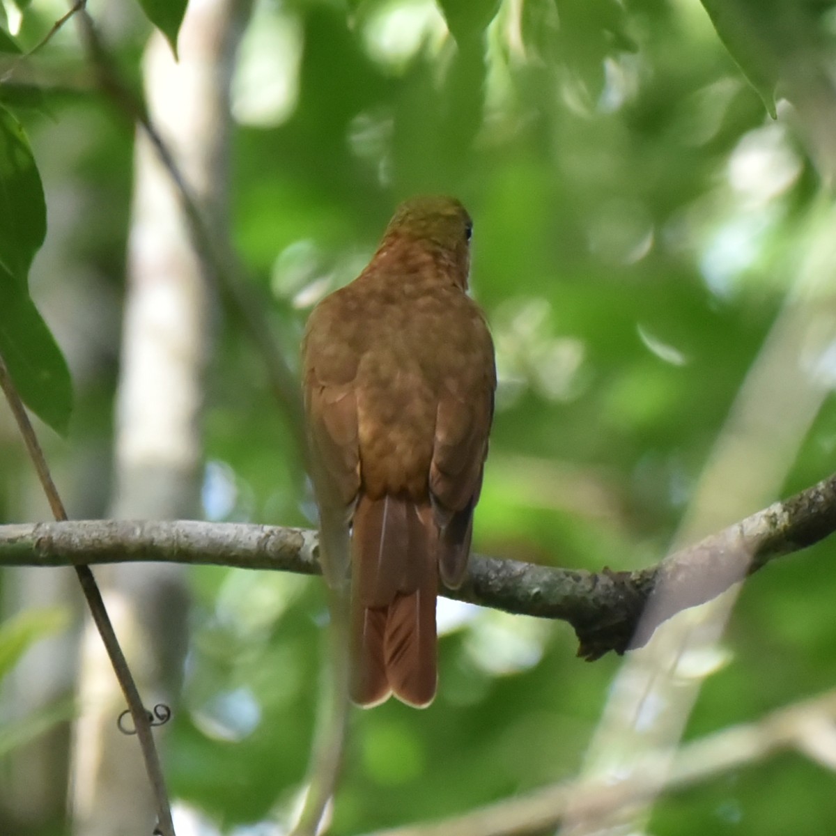 Rufous Piha - ML637941776