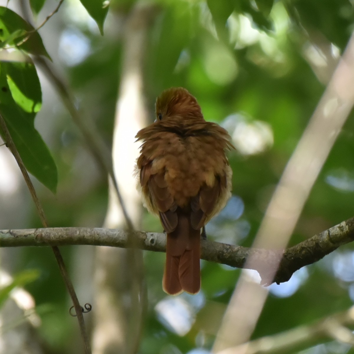 Rufous Piha - ML637941777