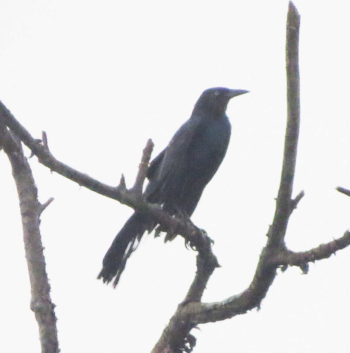 Boat-tailed Grackle - ML637941844