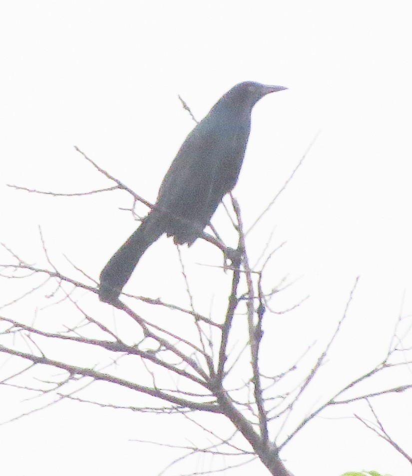 Boat-tailed Grackle - ML637941845