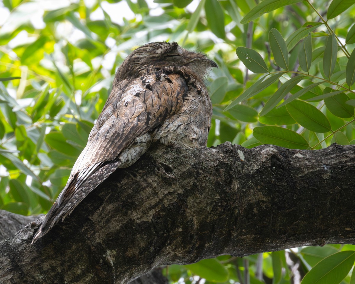 Northern Potoo (Caribbean) - ML637941850