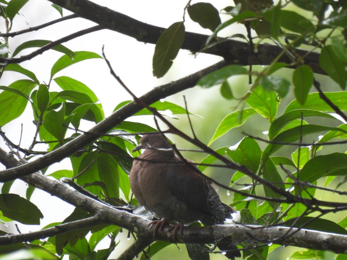 Red-billed Pigeon - ML637941912