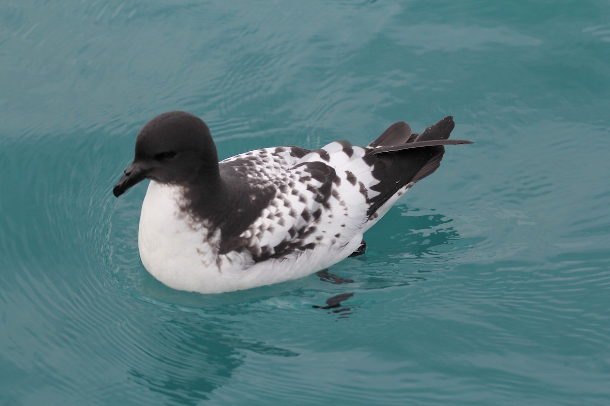 Pintado Petrel (Antarctic) - ML637941919