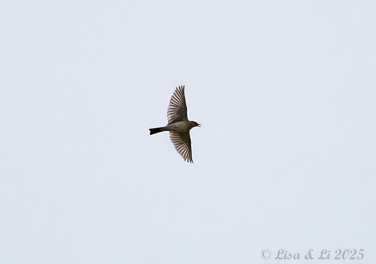 Asian Short-toed Lark - ML637941997