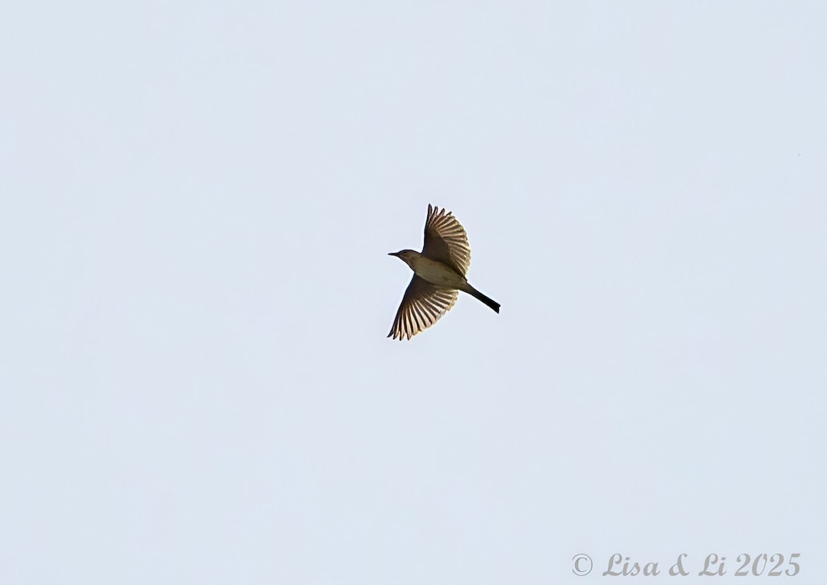 Asian Short-toed Lark - ML637941998