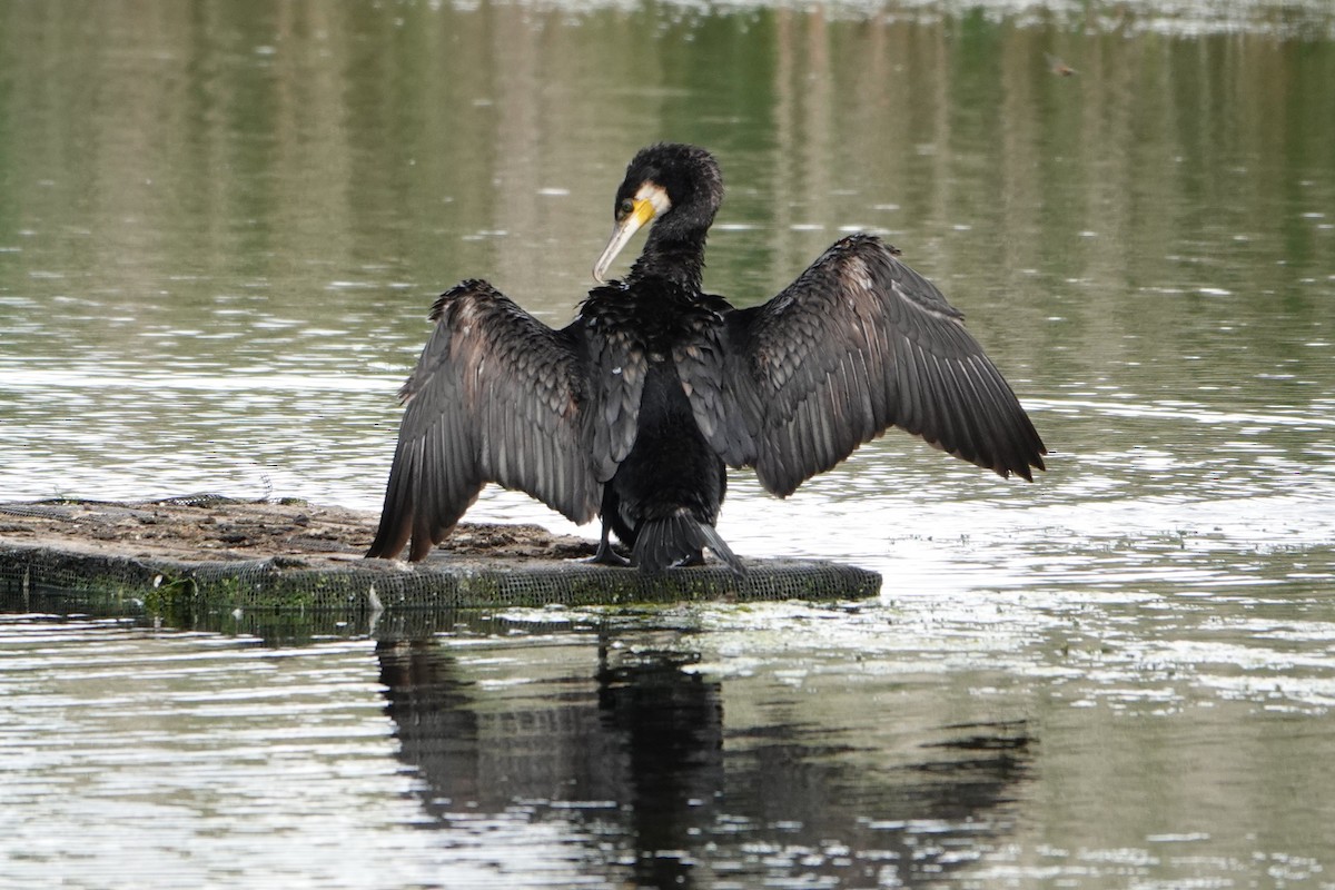 Great Cormorant - ML637942019