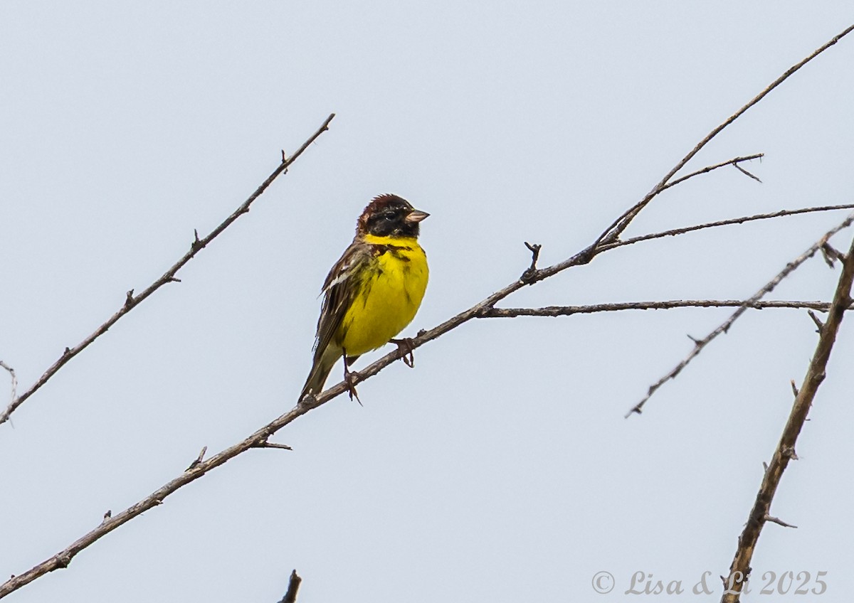 Yellow-breasted Bunting - ML637942045