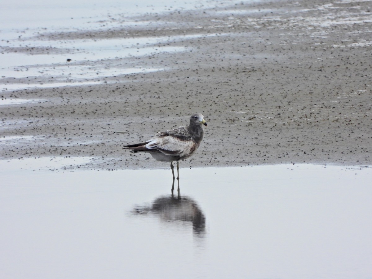 Olrog's Gull - ML637942046