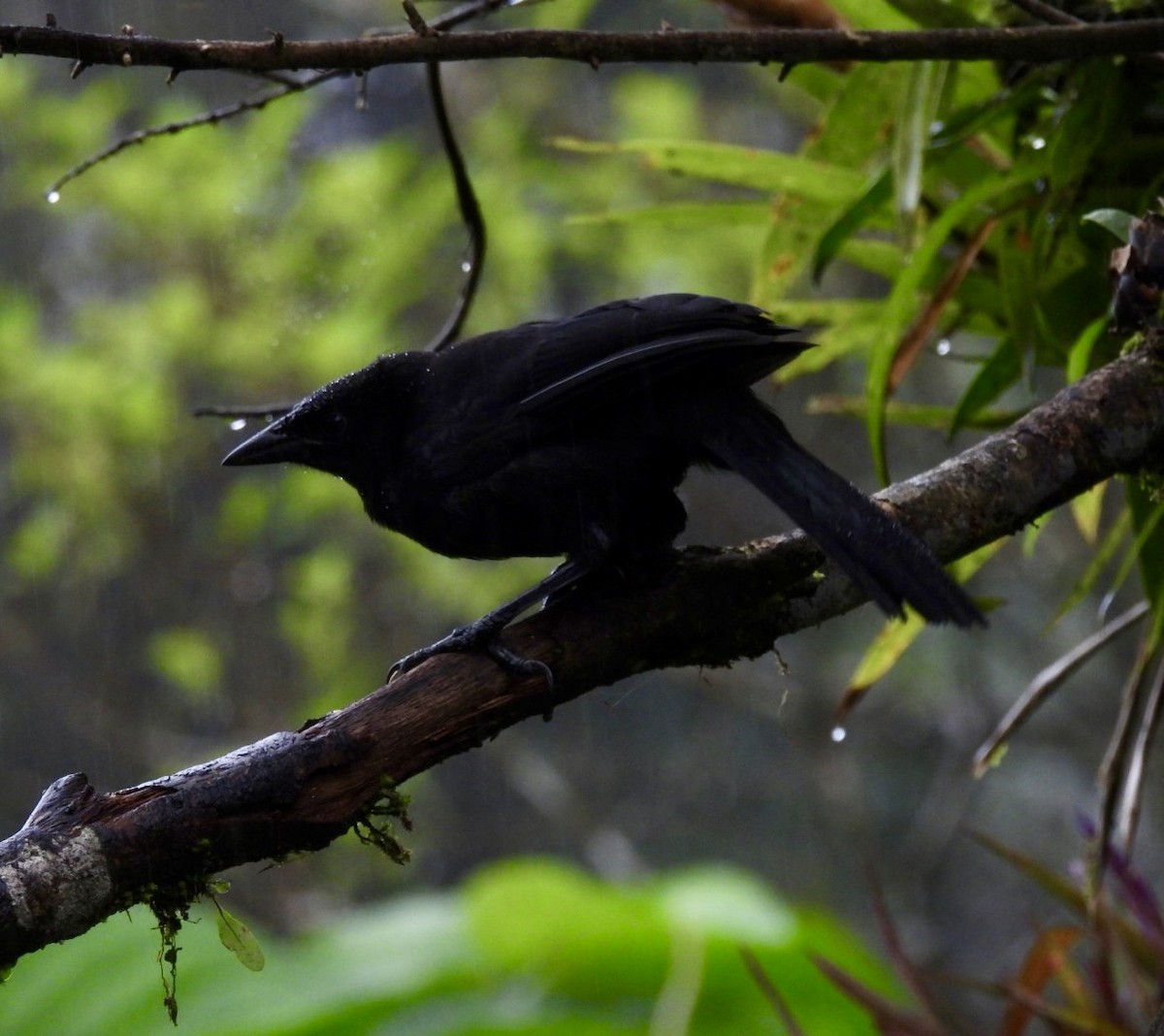 Melodious Blackbird - ML637942063
