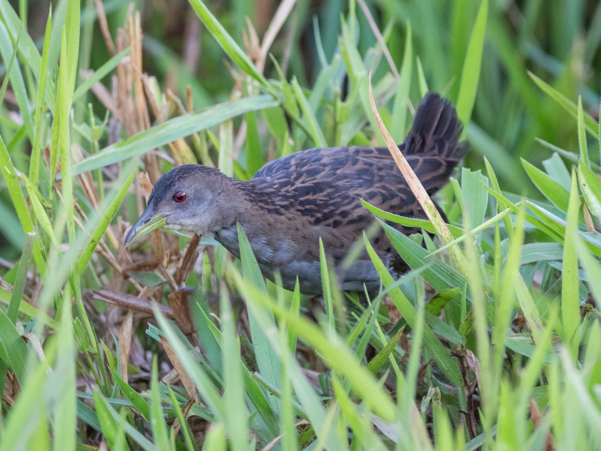 Ash-throated Crake - ML637942077