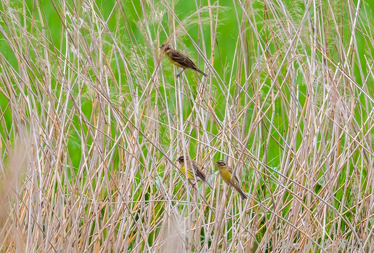 Yellow-breasted Bunting - ML637942080