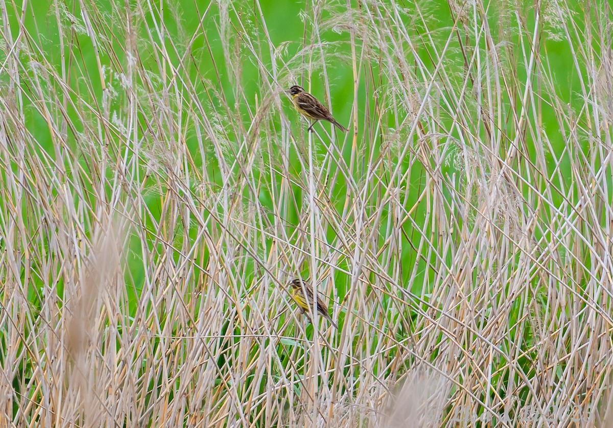 Yellow-breasted Bunting - ML637942081