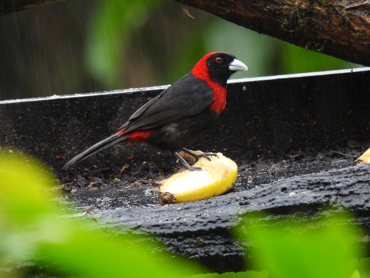 Crimson-collared Tanager - ML637942085
