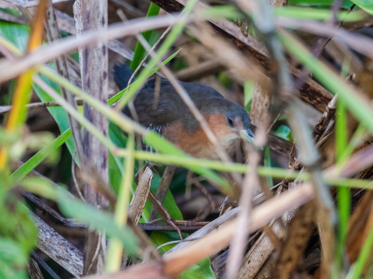 Rufous-sided Crake - ML637942086
