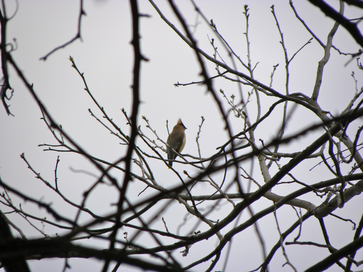 Cedar Waxwing - ML637942113