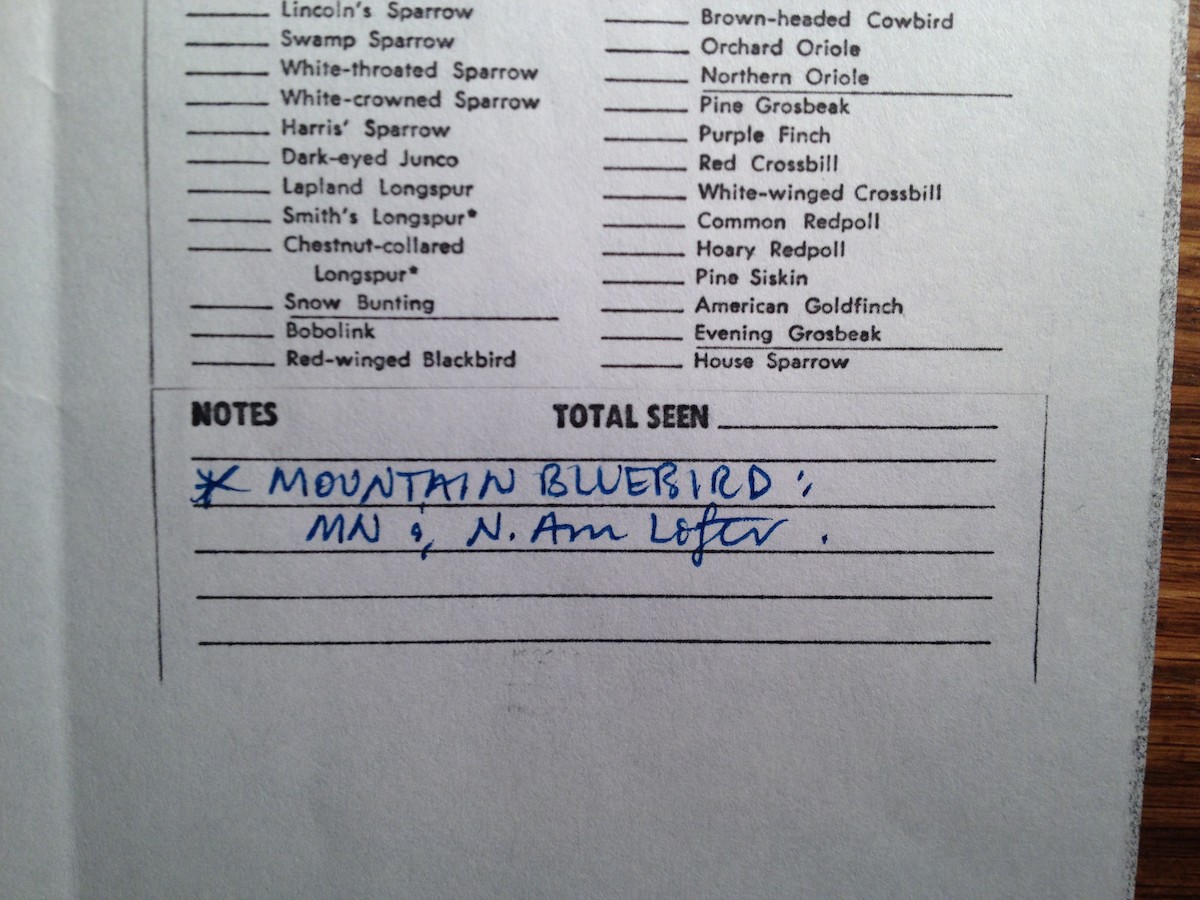 Mountain Bluebird - ML637942122