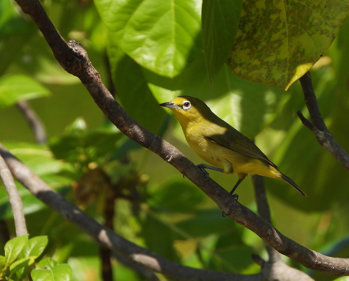 Australian Yellow White-eye - ML637942142