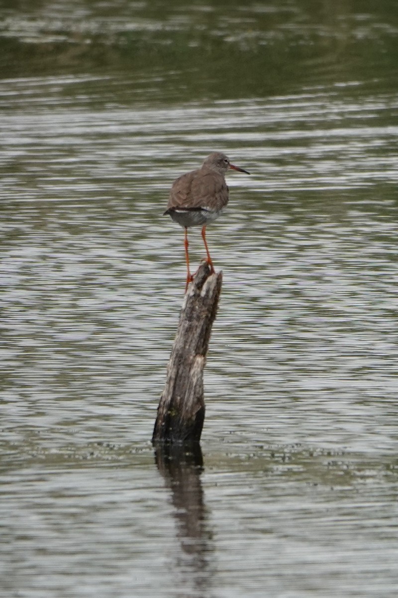 Common Redshank - ML637942143