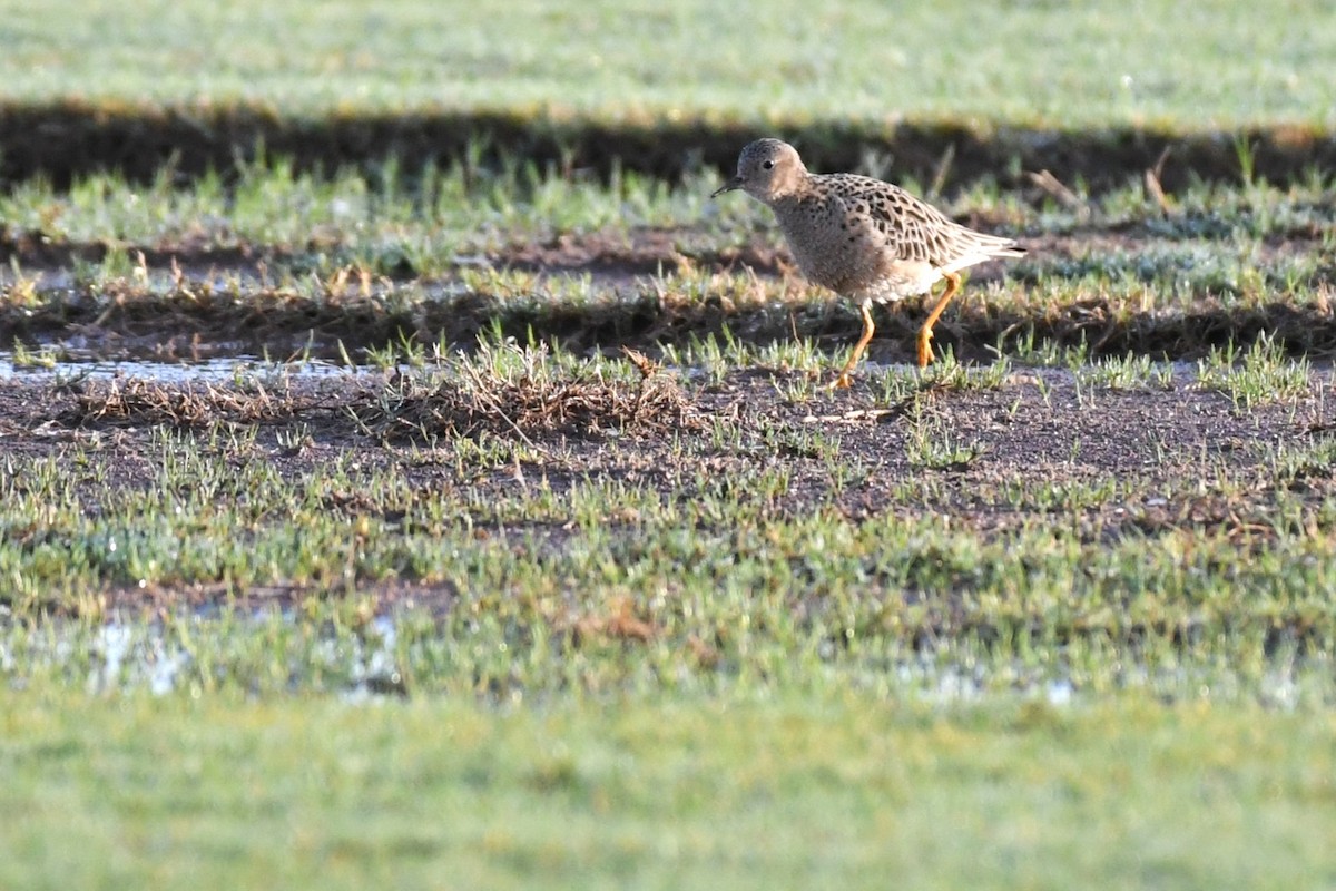 Buff-breasted Sandpiper - ML637942255