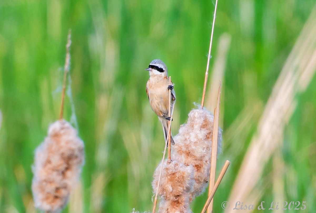 Chinese Penduline-Tit - ML637942286