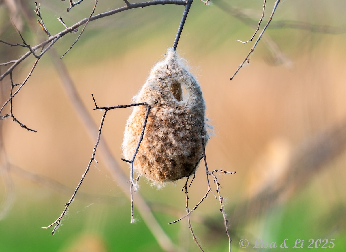 Chinese Penduline-Tit - ML637942287