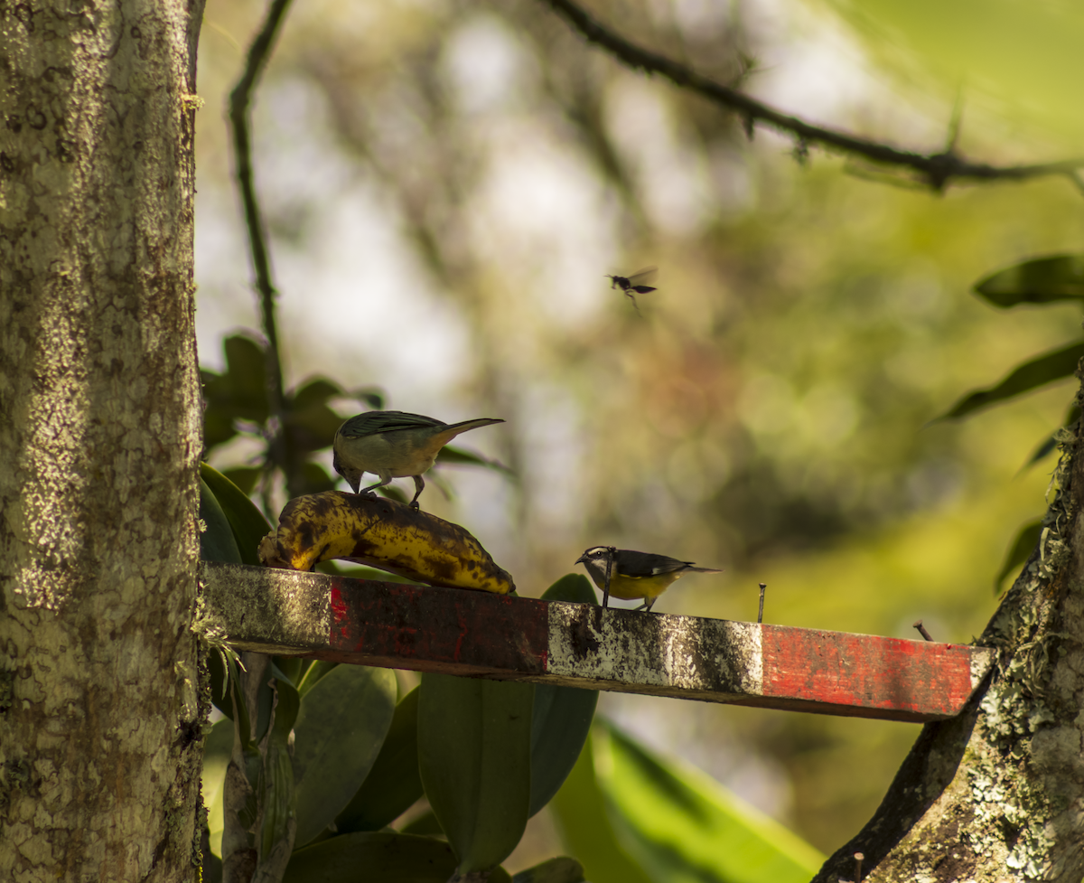 Scrub Tanager - ML637942313