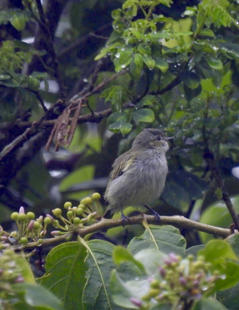 Mistletoe Tyrannulet - ML637942340