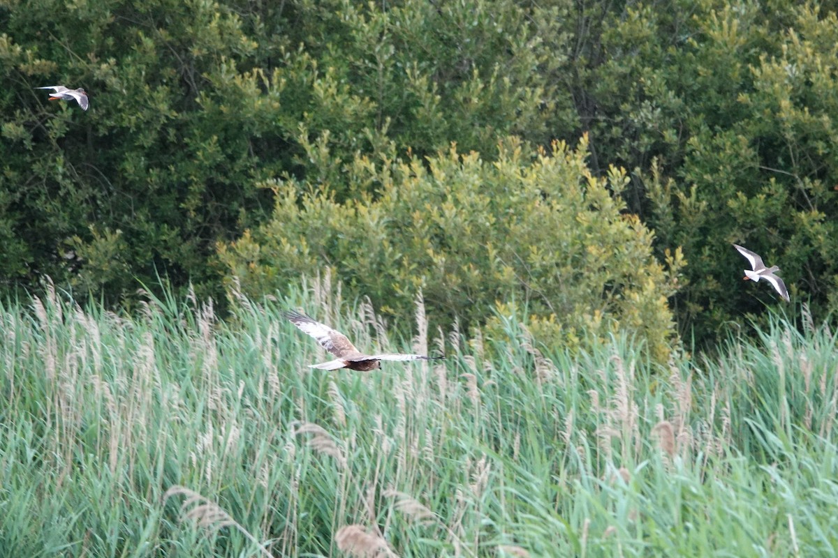 Common Redshank - ML637942349