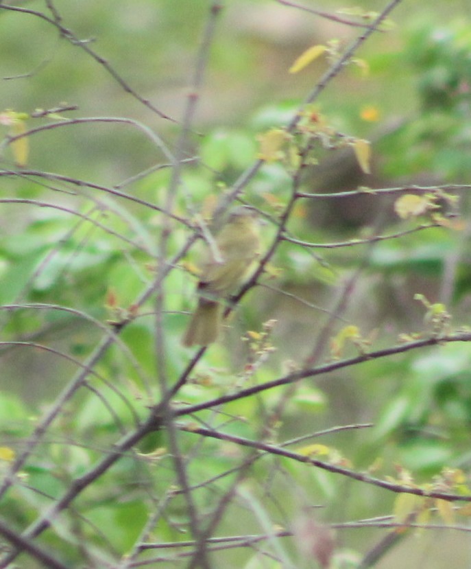Sarı Böğürlü Vireo - ML637942390