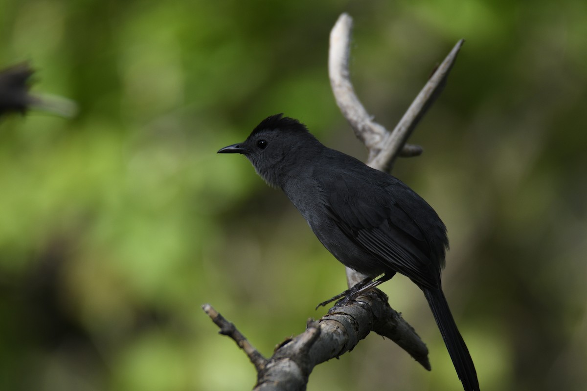 Gray Catbird - ML637942425