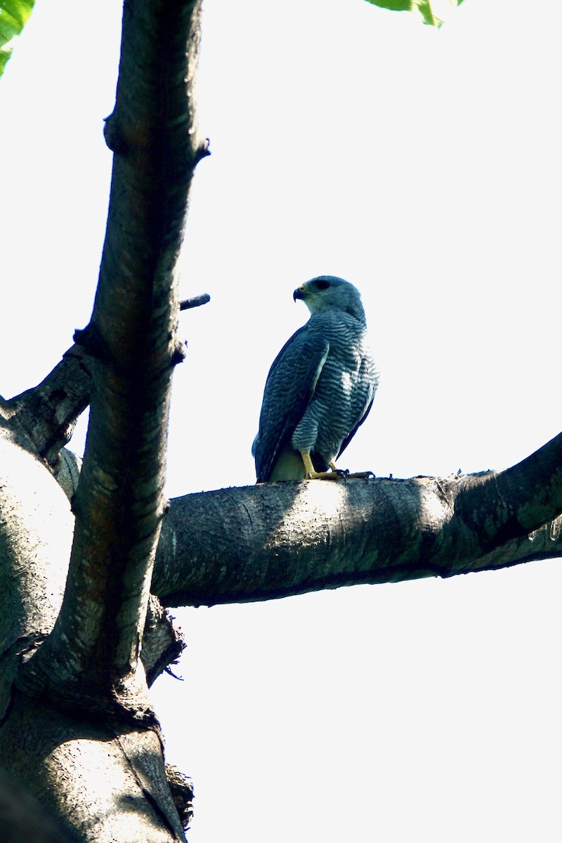Gray-lined Hawk - ML637942480