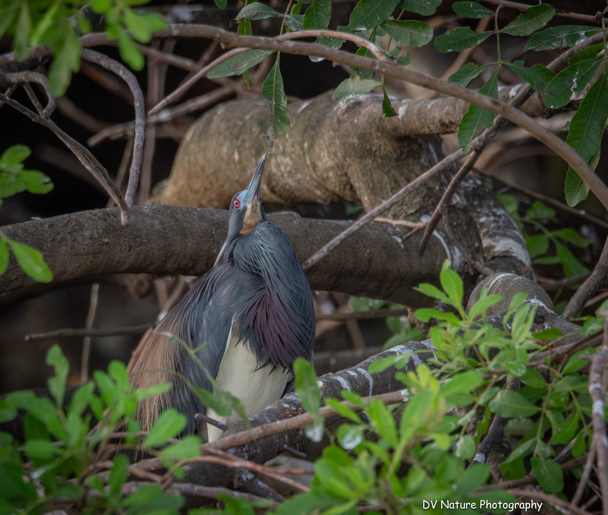 Tricolored Heron - ML637942482