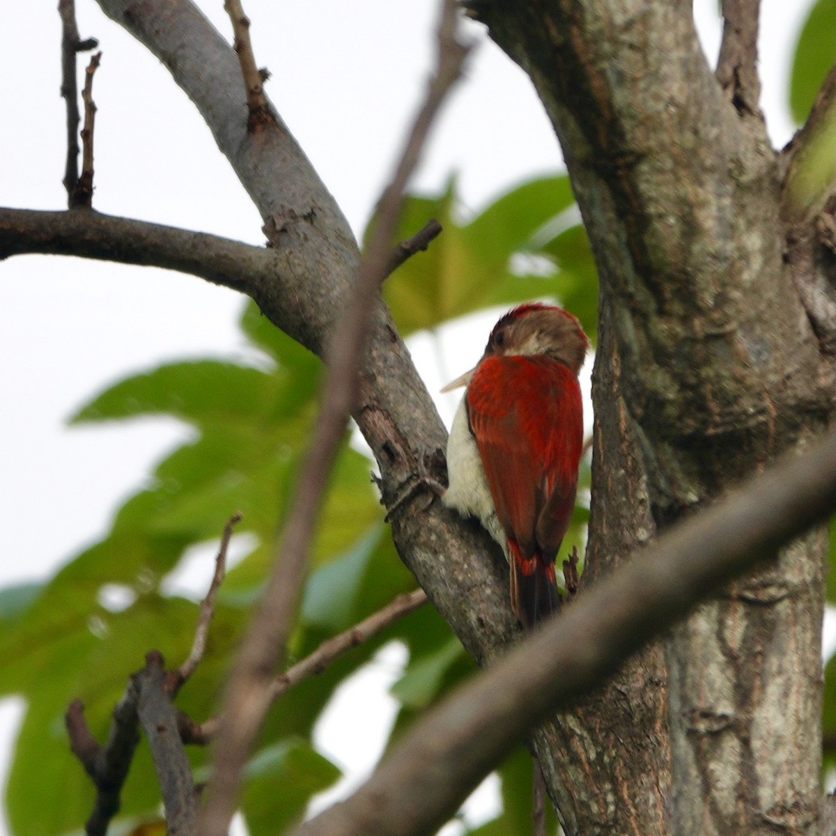 Scarlet-backed Woodpecker - ML637942483
