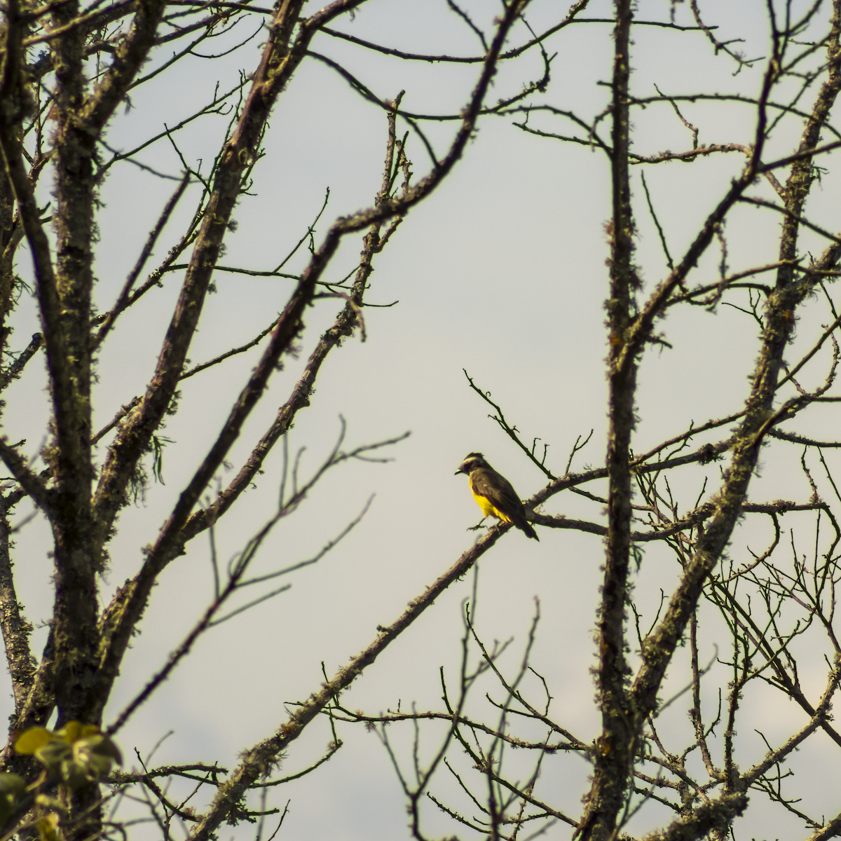 Social Flycatcher - ML637942493