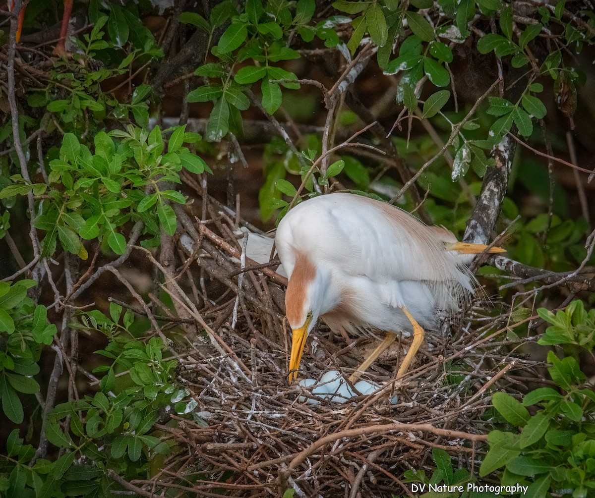Western Cattle-Egret - ML637942512