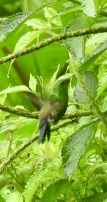 Blue-vented Hummingbird - ML637942513