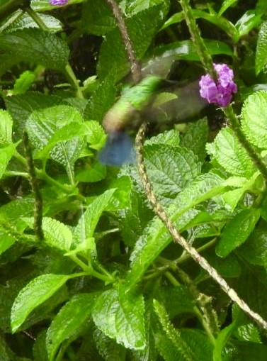 Blue-vented Hummingbird - ML637942515