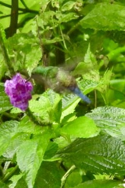 Blue-vented Hummingbird - ML637942516