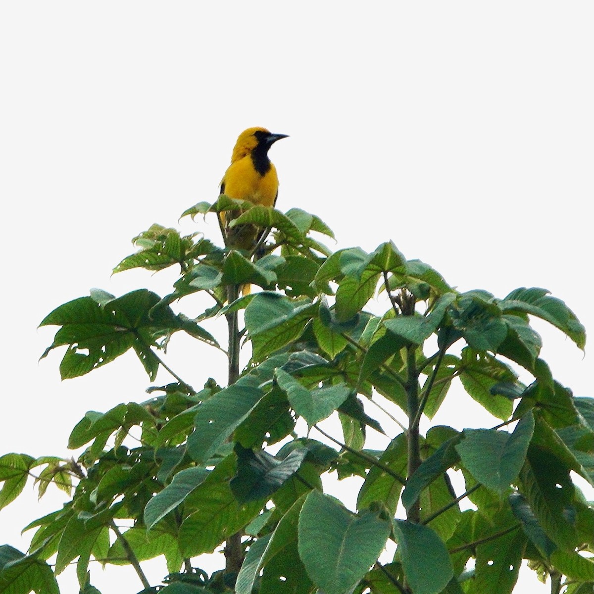 Yellow-tailed Oriole - ML637942524