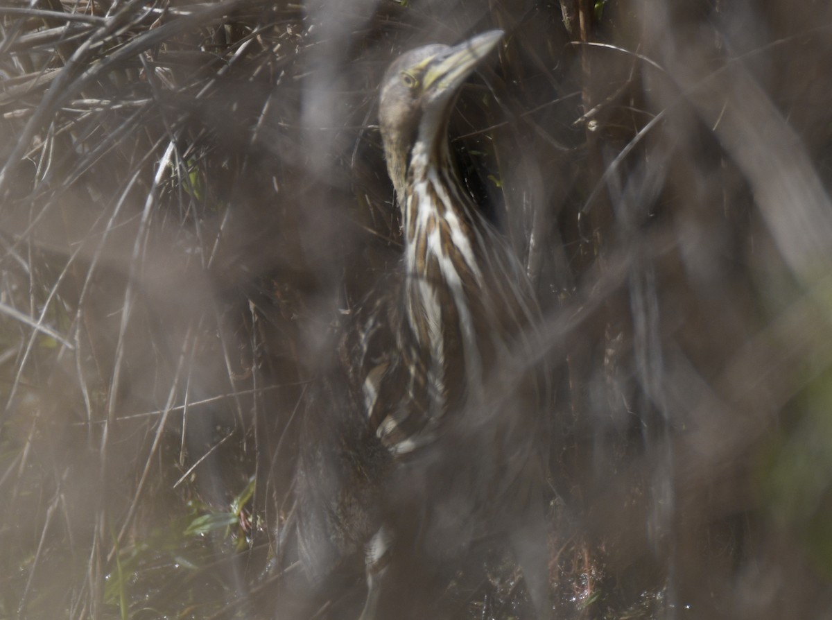 American Bittern - ML637942578