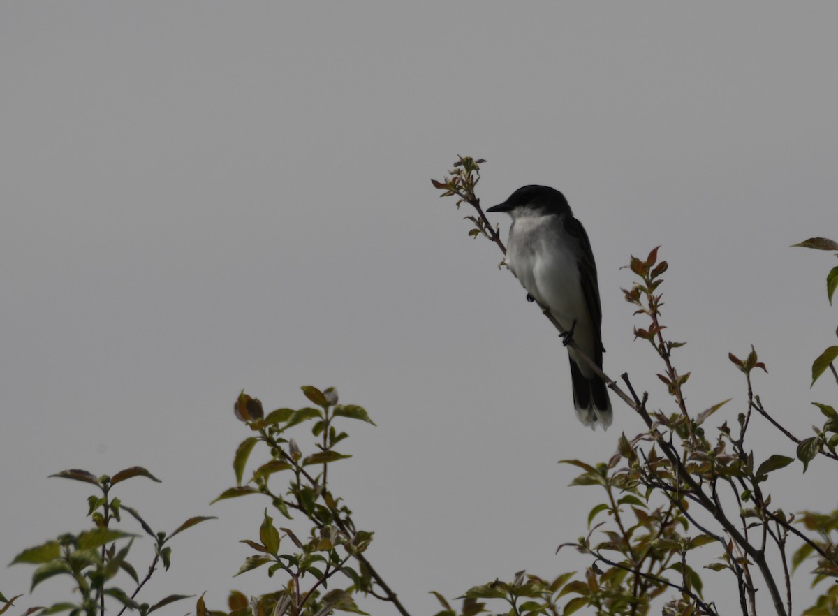 Eastern Kingbird - ML637942623