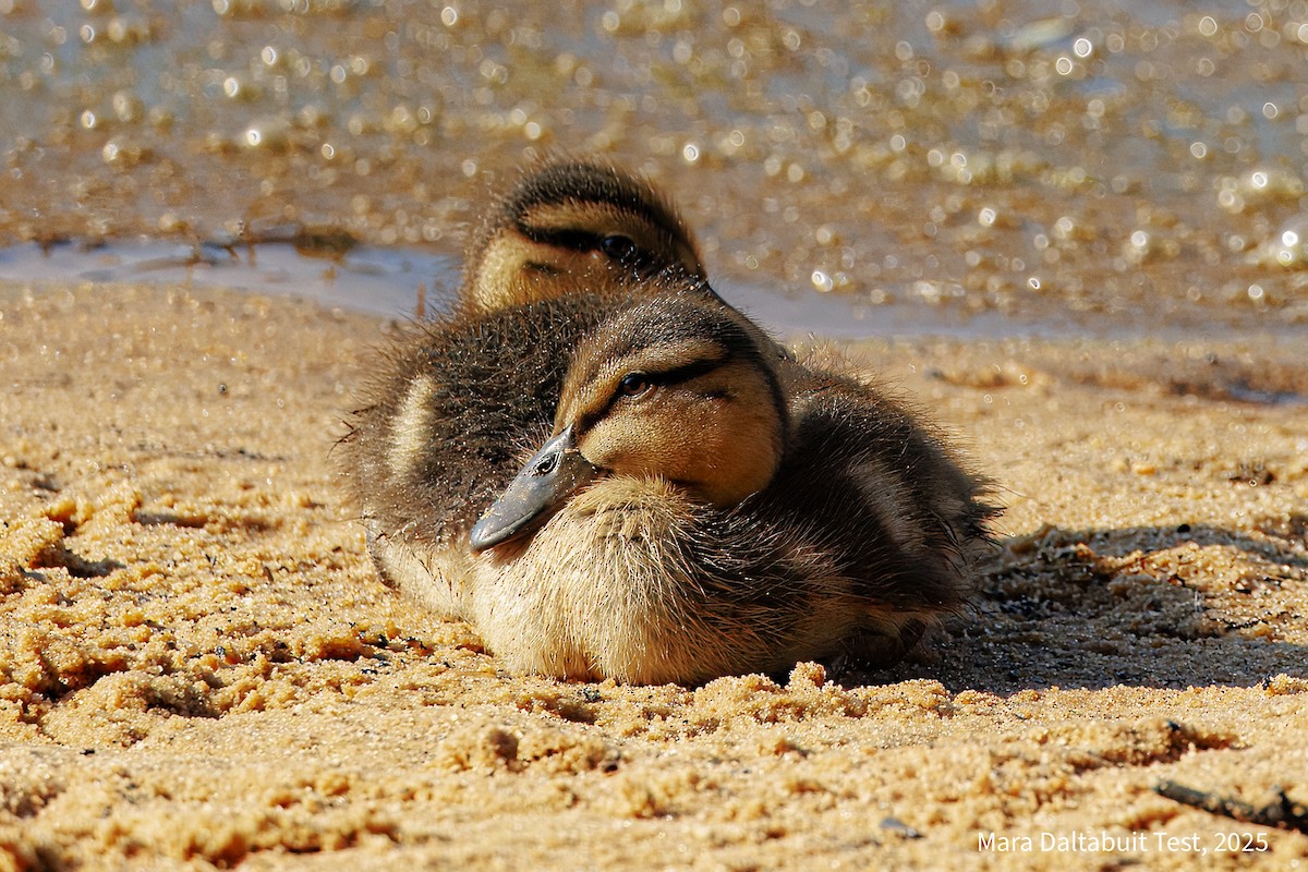 Mallard - ML637942649