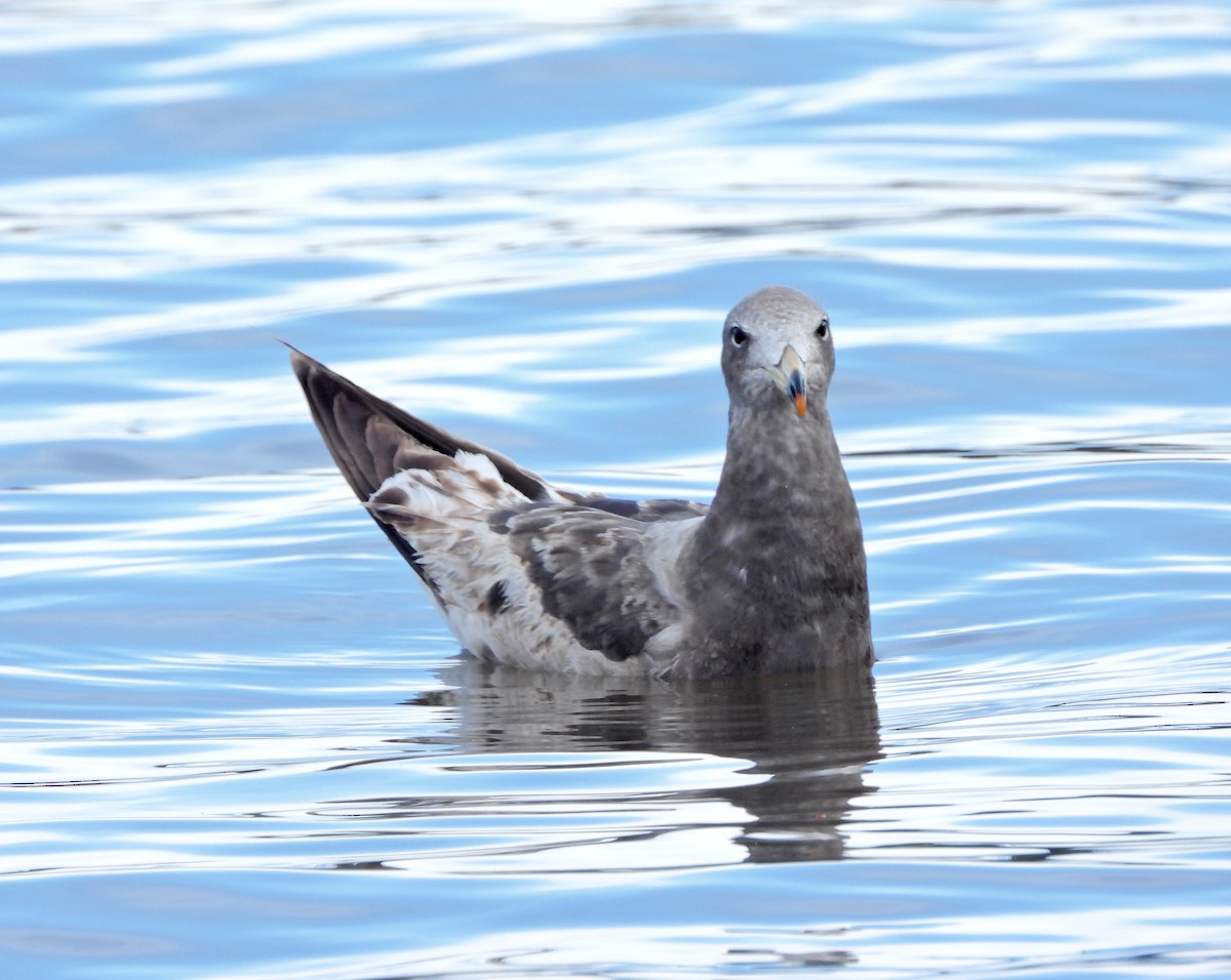 Olrog's Gull - ML637942658