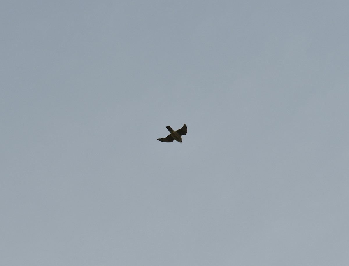 Merlin - ML637942664