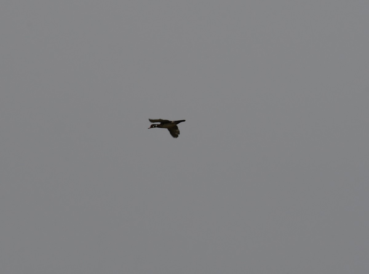 Wood Duck - ML637942686