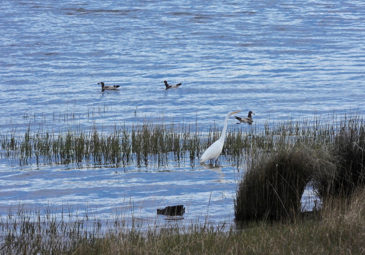 Olrog's Gull - ML637942690