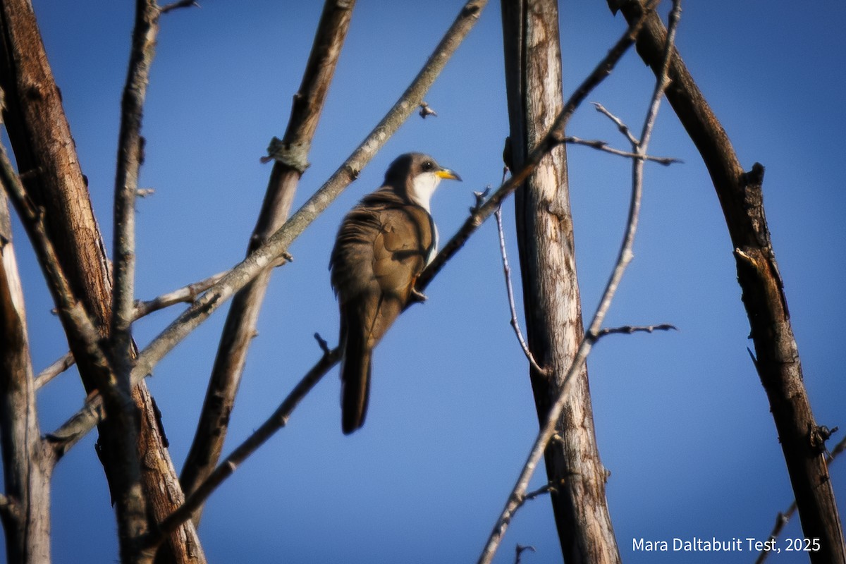 Yellow-billed Cuckoo - ML637942703