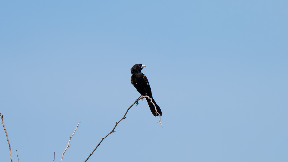 White-winged Widowbird - ML637942706