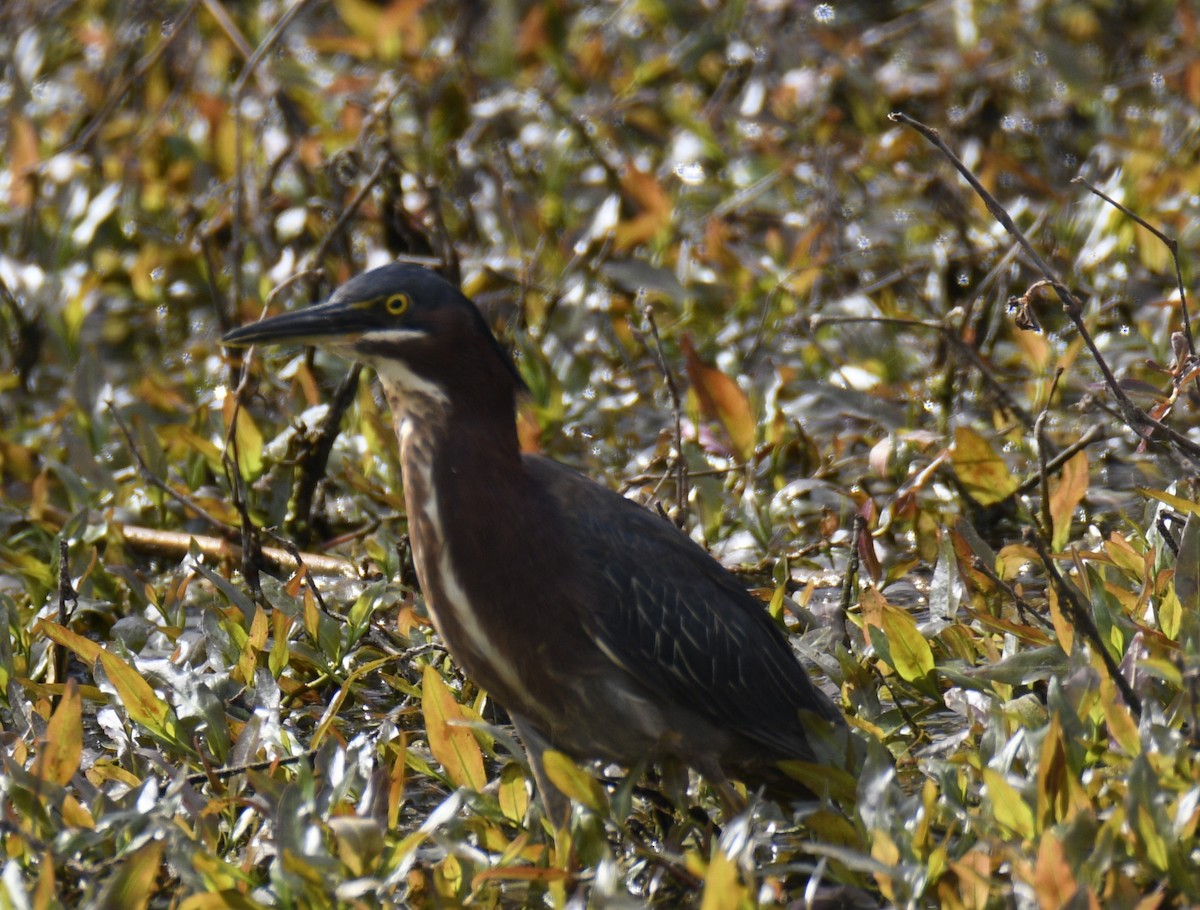 Green Heron - ML637942713