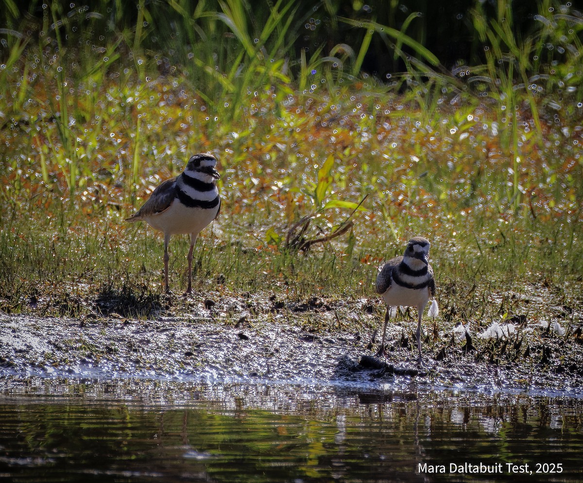 Killdeer - ML637942720